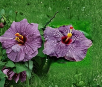 Purple Goddess Hibiscus Cuttings, Unrooted Tropical Flowering Plant, Hibiscus rosa-sinensis, Purple Blooms, Patio & Garden