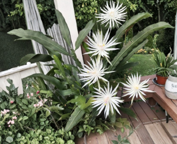 Epiphyllum Orchid Cactus Cuttings | Night Blooming Cereus | Unrooted Trailing Epiphytic Cactus | Hookeri Strictum