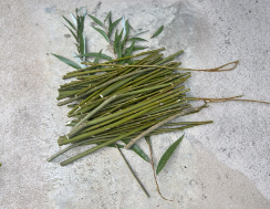 Hybrid Willow Tree Cuttings - 50 Unrooted Hardwood Salix matsudana x alba for Fast Growth & Landscaping