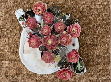 Pink Witch Succulent Plant | Rooted 2.5 Inch Pot | Variegated Crassula ovata with Pink Edges | Indoor Houseplant
