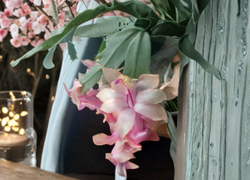 Christmas Cactus Cuttings Unrooted Segments for Propagation - Schlumbergera spp. Indoor Houseplant