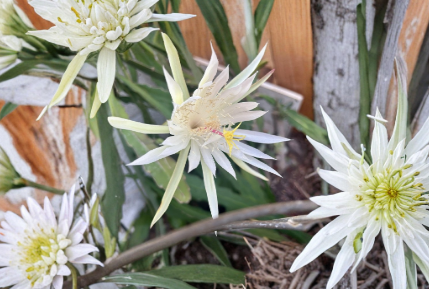 Epiphyllum Orchid Cactus Cutting 8-10 Inches White Flowers Unrooted Perennial Epiphyllum 'Ophelia'