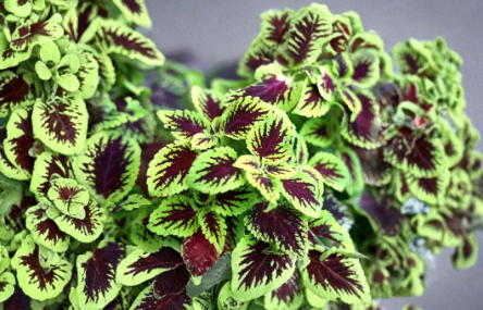 Unrooted Coleus Cuttings Set of 10 | Tropical Foliage Plant for Partial Shade | Coleus scutellarioides