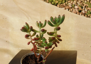 Jelly Bean Sedum Succulent Cuttings Set of 5, Unrooted 4 Inch, Sedum pachyphyllum, Green Foliage, Perfect for Propagation