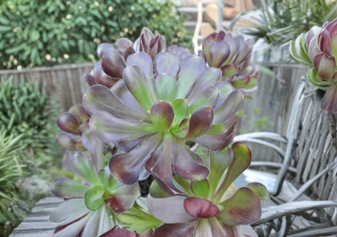 Black Rose Succulent Cutting - Aeonium arboreum ‘Atropurpureum’ Unrooted Stem for Propagation, Dark Burgundy Rosettes