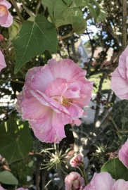 Confederate Rose Cuttings 2 Pack | Hibiscus mutabilis Color-Changing Flowers | Unrooted Propagation Stems for Garden & Landscape