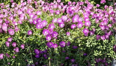 Creeping Ice Plant Cuttings - Purple Pink Ground Cover Succulent - Delosperma cooperi Unrooted Propagation Material
