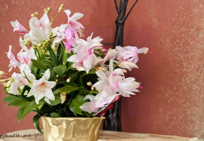 White Schlumbergera Truncata Cuttings - 6 Unrooted Holiday Cactus for Indoor Growing, Christmas & Thanksgiving Blooms
