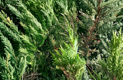 75 Leyland Cypress Unrooted Cuttings for Hedge, Privacy Screen, Evergreen Tree Propagation × Cuprocyparis leylandii
