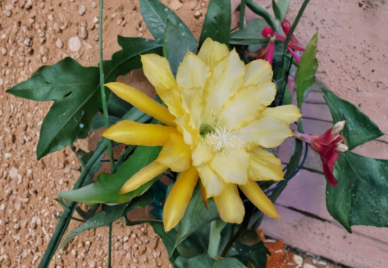 Epiphyllum Davids Golden Splendor Cuttings – Unrooted Orchid Cactus Stems for Propagation, Trailing Growth, Large Golden Yellow Blooms