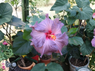 Tahitian Lavender Frolic Hibiscus Cuttings – Unrooted Tropical Flowering Stems for Propagation, Hibiscus rosa-sinensis