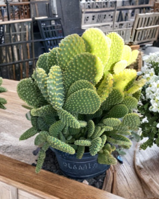 Opuntia Microdasys Bunny Ears Cactus Cuttings Unrooted Succulent Pads for Propagation, Indoor & Desert Gardens