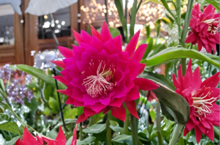 Pink Epiphyllum Orchid Cactus Live Plant – Night Blooming Trailing Cactus, Queen of the Night, Indoor & Patio Orchid Cactus