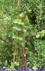 Elephant Jade Succulent Cuttings 3 Pack, Portulacaria Afra, 5-6 Inches, Bushy Green Plant for Rooting & Indoor Growing