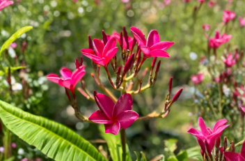 Pink Plumeria Frangipani Cutting – 6-8 Inch Tropical Flowering Plant, Hawaiian Garden, Unrooted Propagation Cuttings
