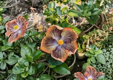 Black Pearl Hibiscus Unrooted Cuttings – Tropical Flowering Plant with Dark Burgundy Foliage for Propagation