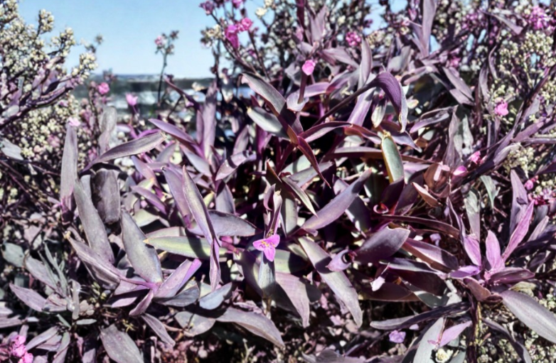 Purple Heart Tradescantia Pallida Purpurea Cuttings – 8 Unrooted Organic Trailing Indoor Outdoor Plant