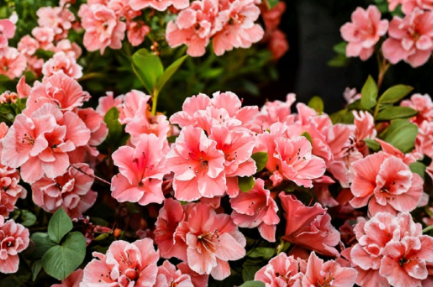 Encore Autumn Sunburst Azalea Starter Plant - Evergreen Reblooming Shrub, Multicolor Blooms, Rhododendron Hybrid