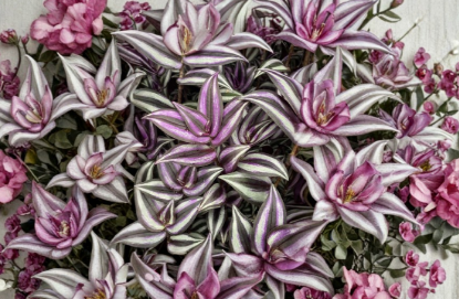 Unrooted Tradescantia Zebrina Cuttings Set of 5 – Wandering Jew Indoor Trailing Houseplant Propagation