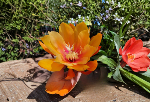 Epiphyllum Irish Golden Boy Orchid Cactus Cuttings – Live Unrooted 8-10 Inch Propagation Plant for Indoor & Outdoor Growth