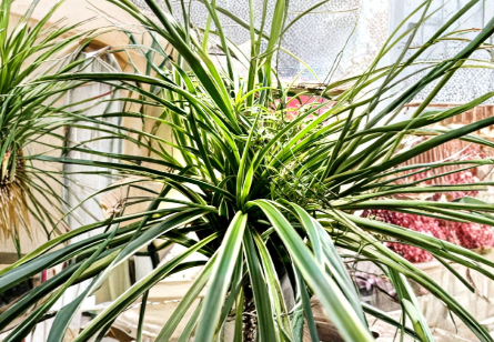 Reverse Variegated Spider Plant Cuttings – 3 Live Chlorophytum comosum Rooted Starts for Indoor Houseplants