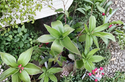 Unrooted Callisia Fragrans Basket Plant Cutting for Indoor Houseplant Propagation