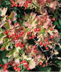 Viburnum opulus Cuttings Set of 8 – Eastern Snowball Flowering Scions for Propagation, Ornamental Shrub, White Flowers
