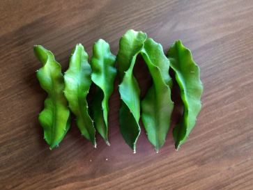 Pink Flesh Dragon Fruit Cactus Cuttings 8+ Inches Selenicereus undatus Live Fruit Plant for Propagation