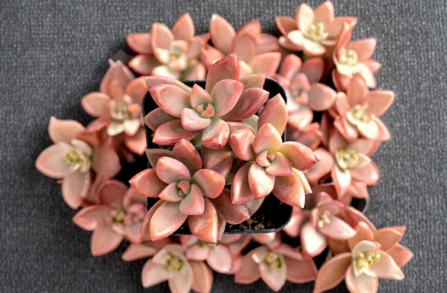 Graptosedum Alpenglow Succulent Plants, 2-Inch Rooted Rosette, Colorful Pink Purple Green, Drought Tolerant, Perennial