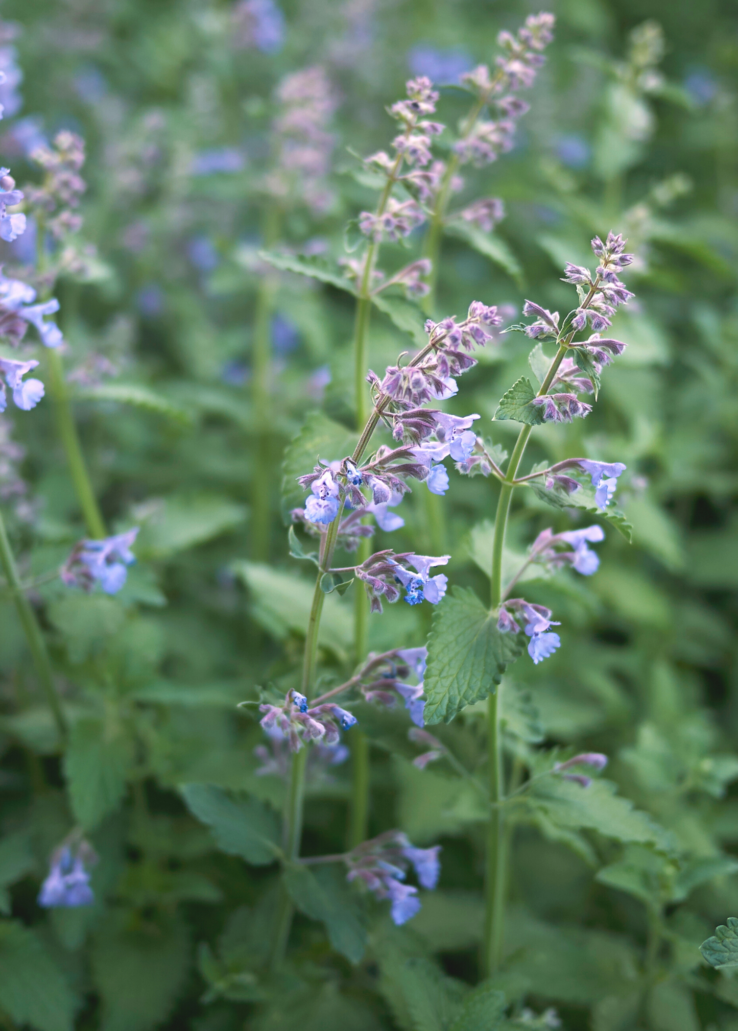 Organic Catnip Herb for Cats and Humans, Dried Nepeta cataria, Feline Play Stimulator & Herbal Remedy