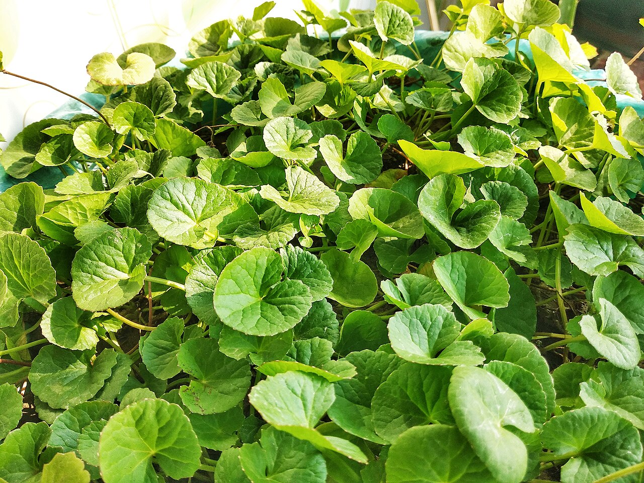 15 Bare Root Indian Pennywort Plants – Centella Asiatica, Gotu Kola, Rau Mã, Groundcover, Aquatic, Herbal Garden