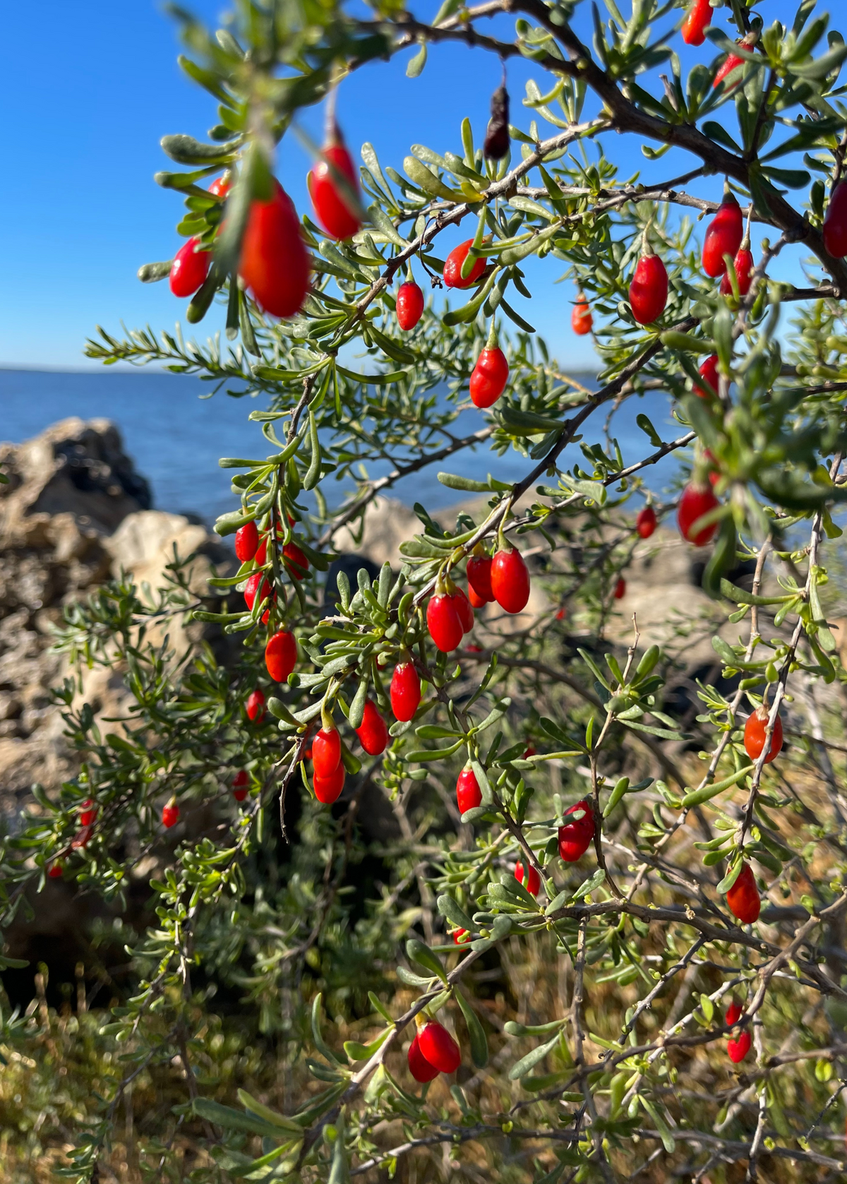Christmasberry Shrub, Lycium carolinianum, Native Coastal Plant with Bright Red Berries, Wildlife-Friendly Drought-Tolerant Ornamental