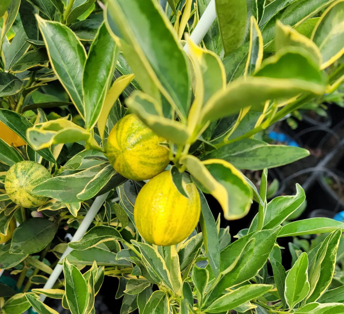Super Rare Centennial Variegated Kumquat Cuttings – Striped Citrus Fortunella japonica for Rooting or Grafting