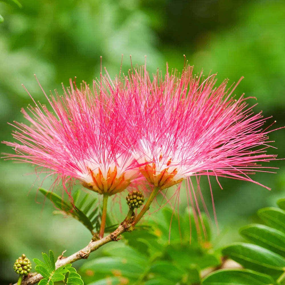 Live Mimosa Tree Cuttings | Albizia julibrissin | Fast-Growing Silk Tree with Pink Fragrant Flowers
