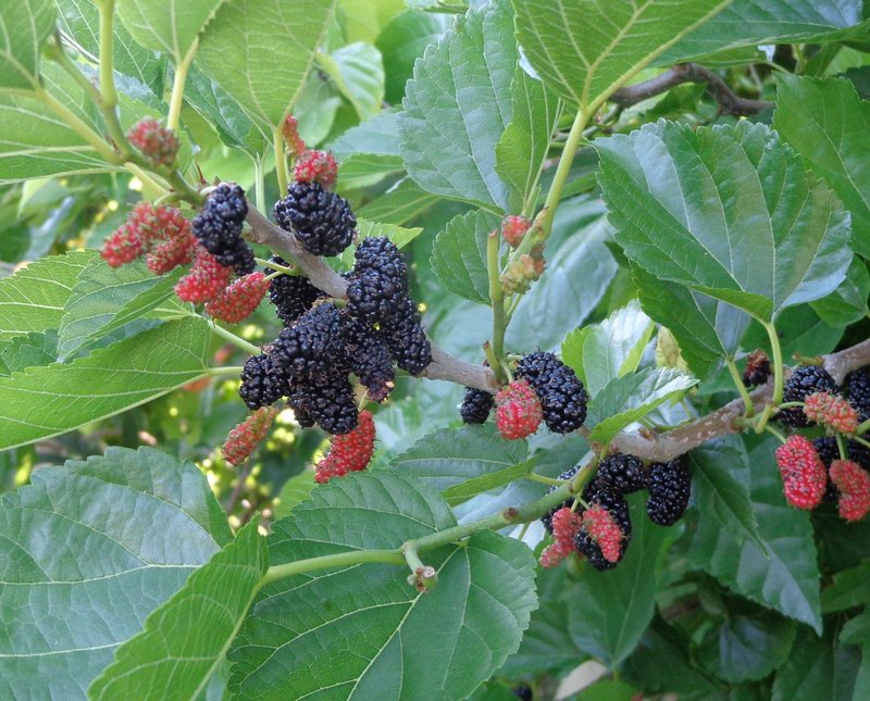 Super Rare Contorted Mulberry Cuttings – Twisted Corkscrew Branches for Rooting, Grafting, Propagation – Morus spp.