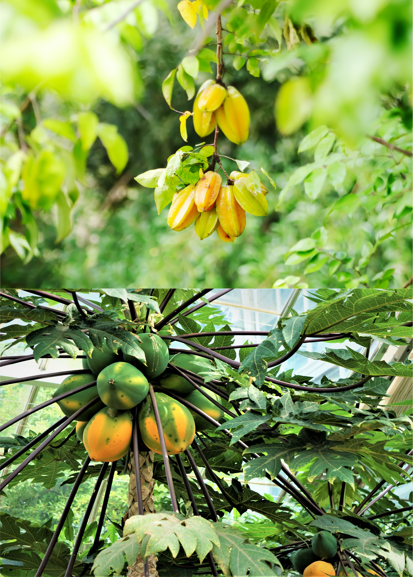 Fast Growing Fruit Tree Bundle with Star Fruit (Averrhoa carambola) & Sunset Solo Papaya (Carica papaya) - Low Maintenance, Heavy Producing Plants