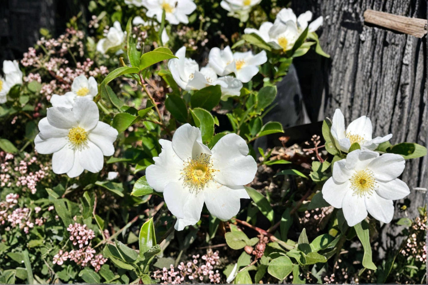 Cherokee Rose Live Plant – Bare Root White Climbing Rose | Rosa laevigata