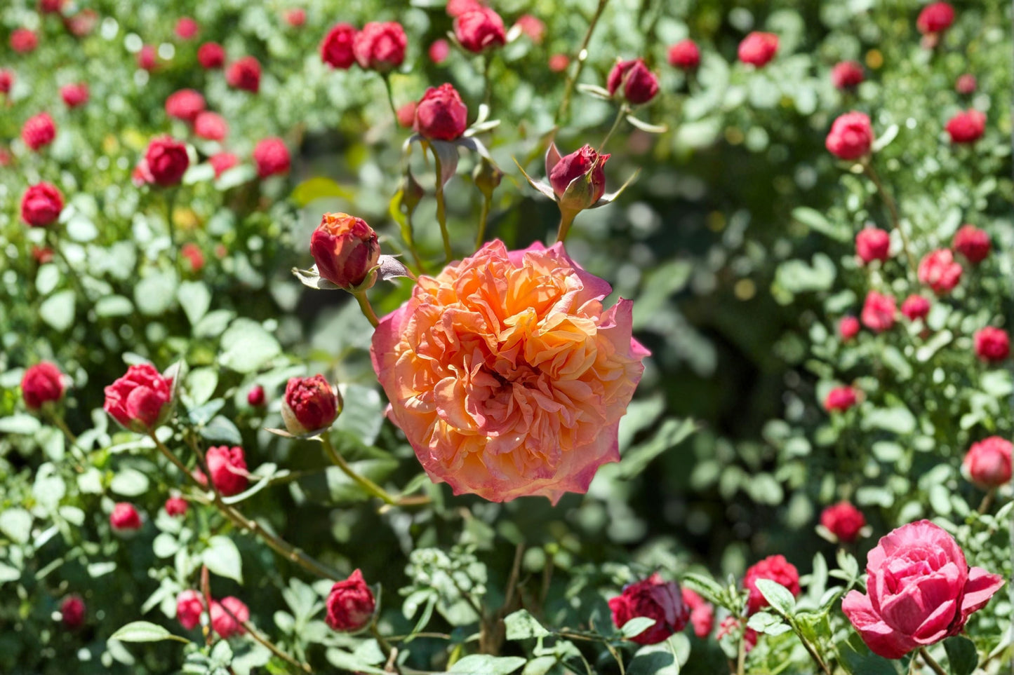 Crazy Love Rose Live Plant – 1.5 Gal Apricot Orange Rose