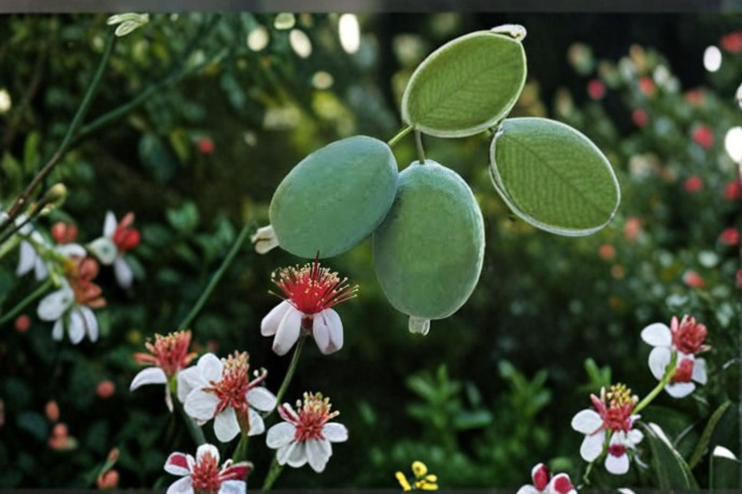 Pineapple Guava Live Plant – Edible Evergreen Fruit Shrub for Gardens