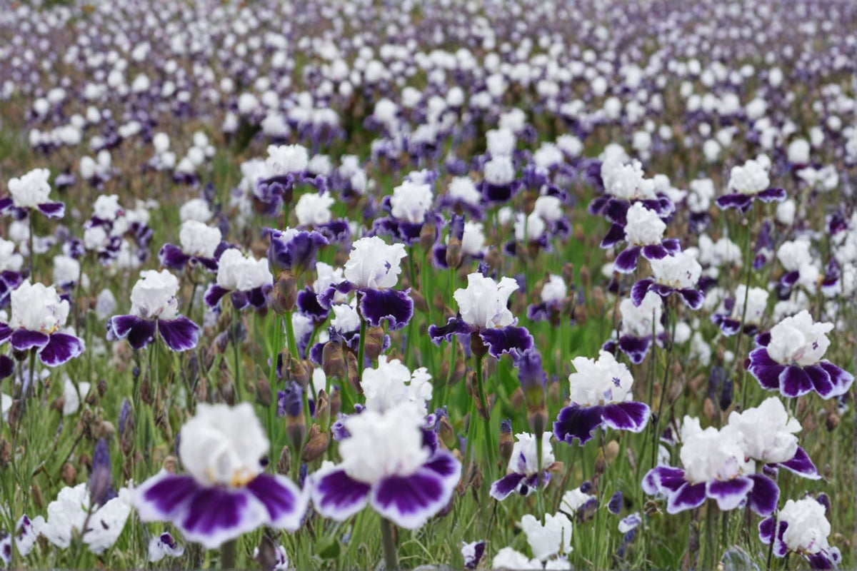 Local Ocean Iris Live Plant – Blue Violet Bearded Iris Perennial, 36 Inch Tall