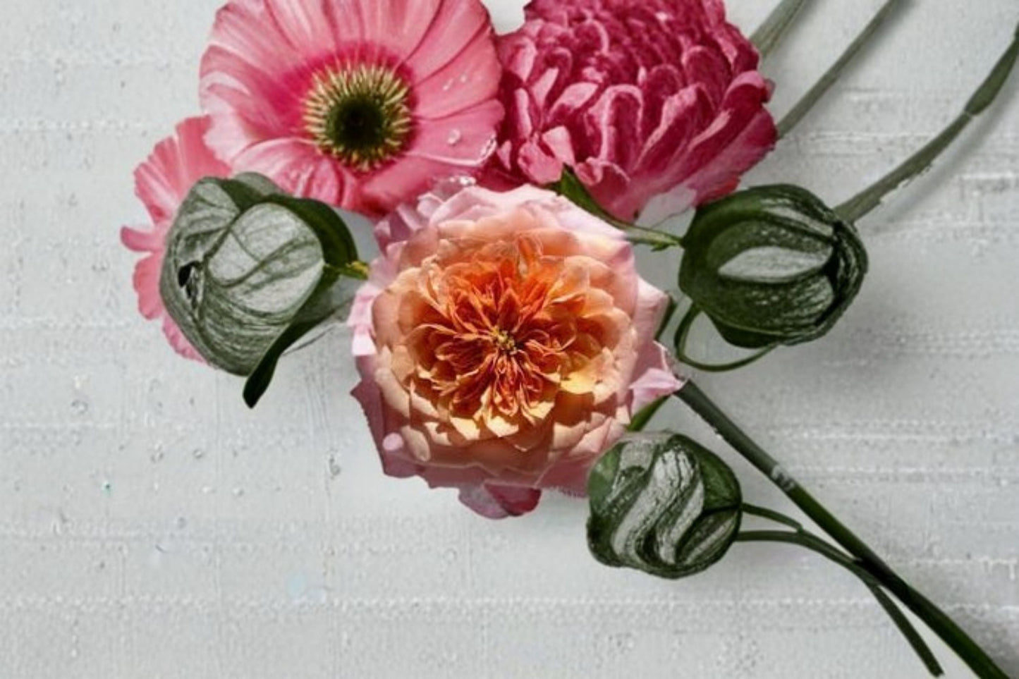 Miyabi Rose Live Plant – Japanese Repeat Blooming Shrub Rose
