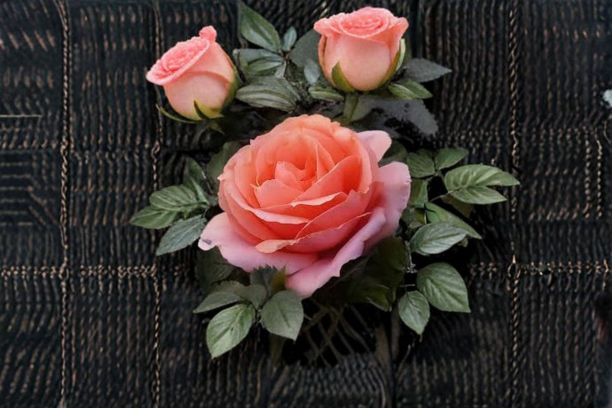Apricot Candy Rose Live Plant – 1.5 Gal Apricot Rose | Reblooming Fragrant Shrub