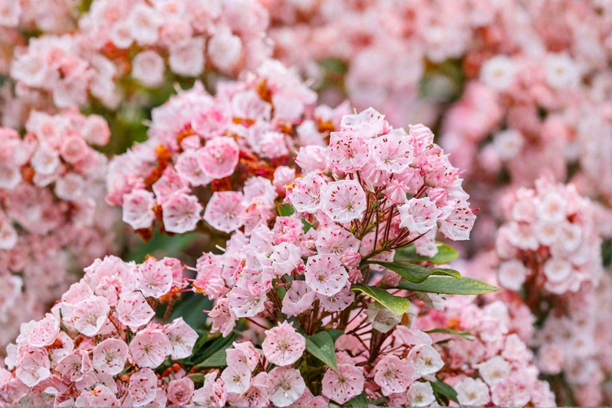 Pink Mountain Laurel Live Bare Root Plant – 1 Ft+ – Kalmia latifolia Evergreen Shrub