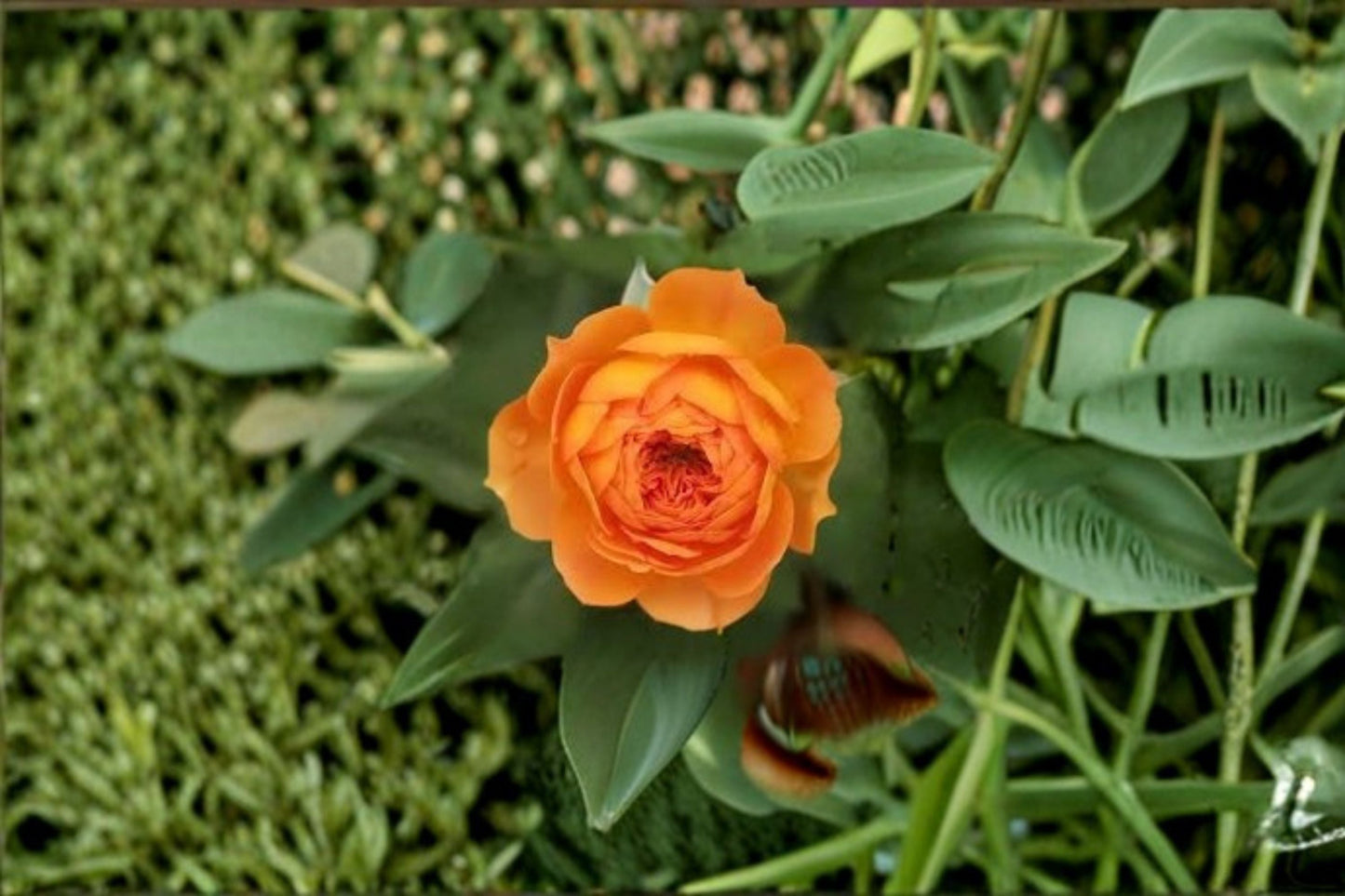 Honey Caramel Climbing Rose Live Plant – French Repeat Blooming Rose