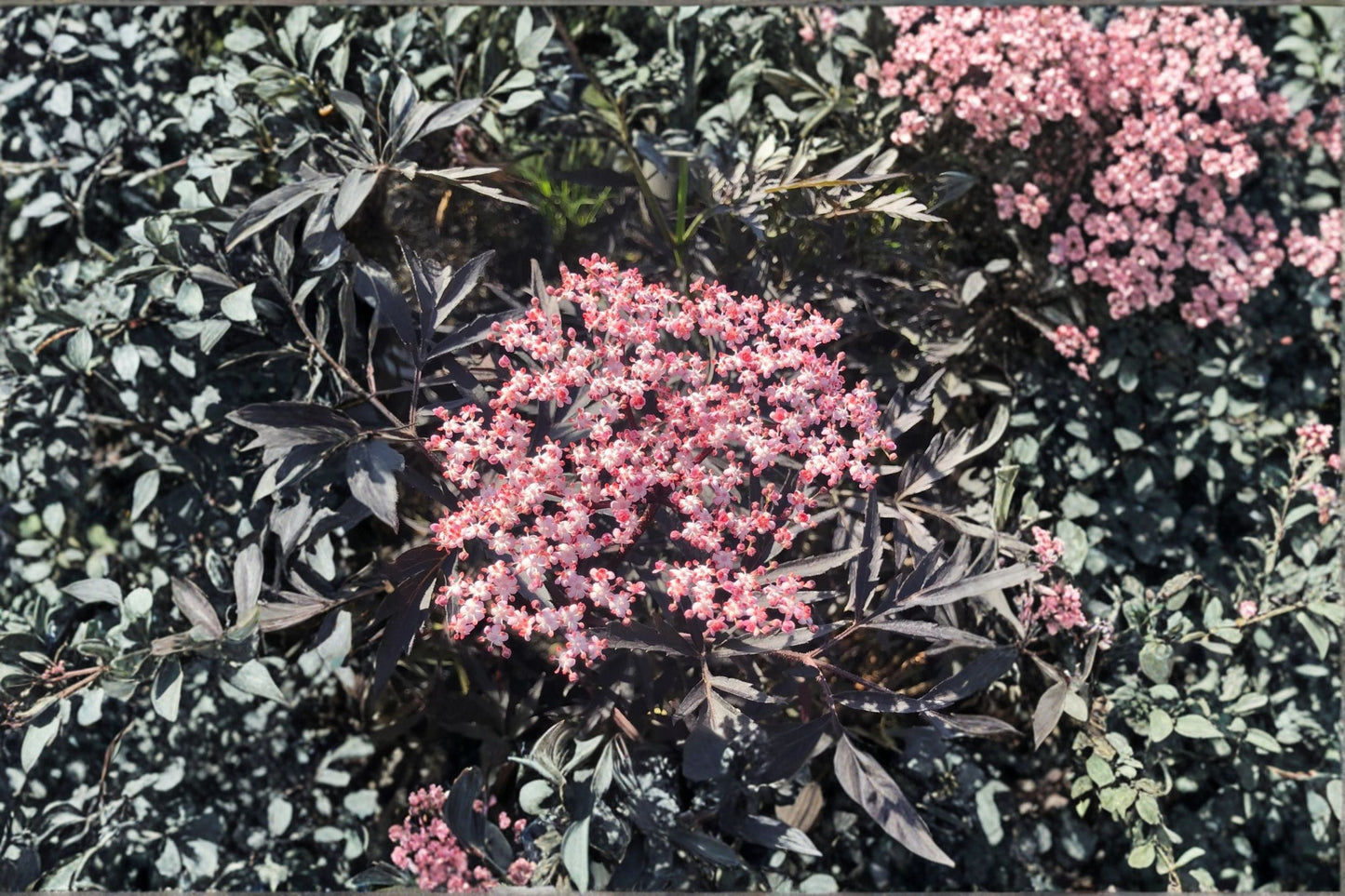 Black Lace Elderberry Live Shrub - Quart Pot - Sambucus nigra with Pink Flowers