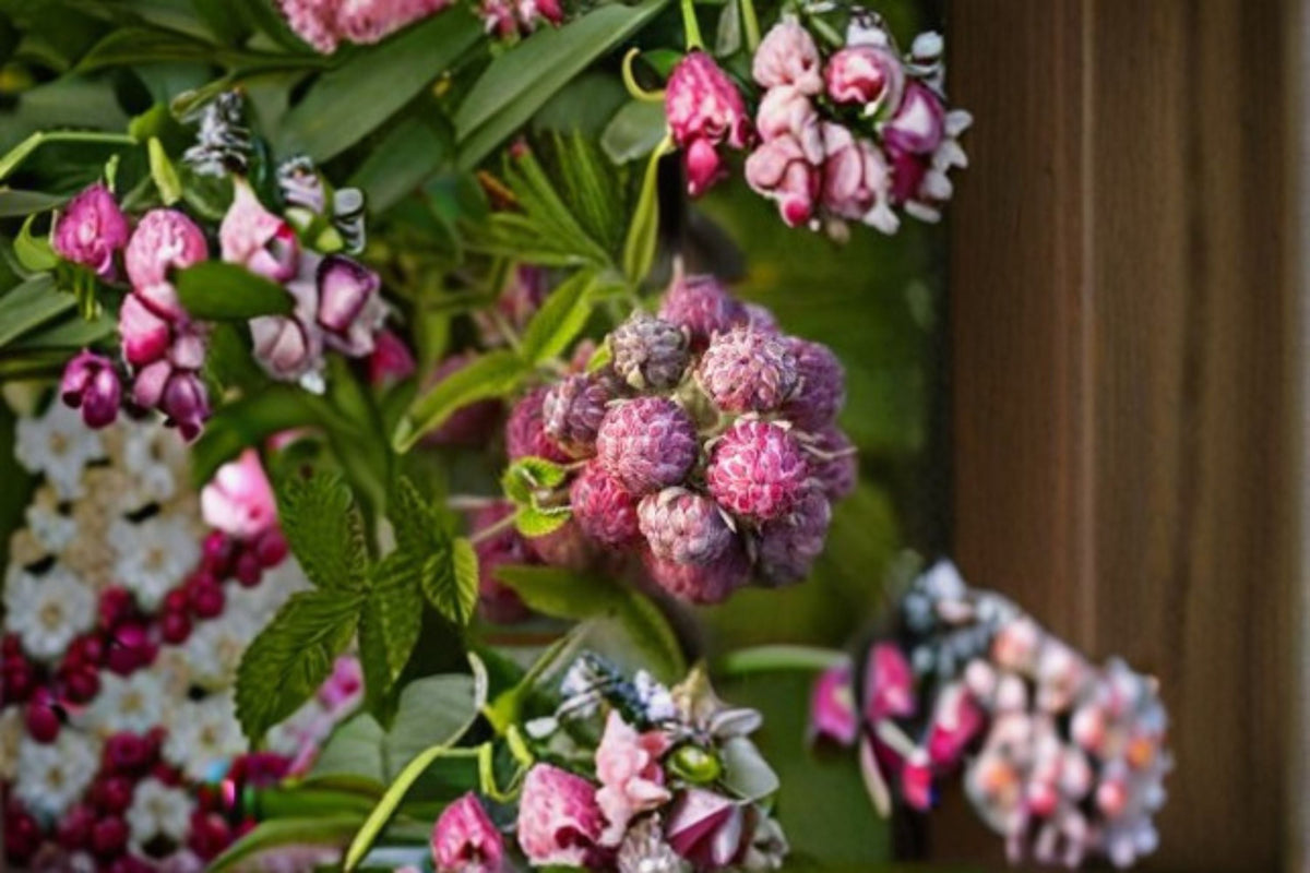 Mysore Raspberry Live Plant – Rubus niveus Fruiting Shrub for Edible Gardens