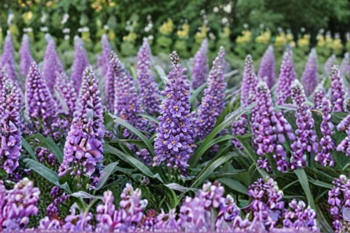 Big Blue Liriope Live Plant – Evergreen Perennial Ground Cover with Blue Flowers