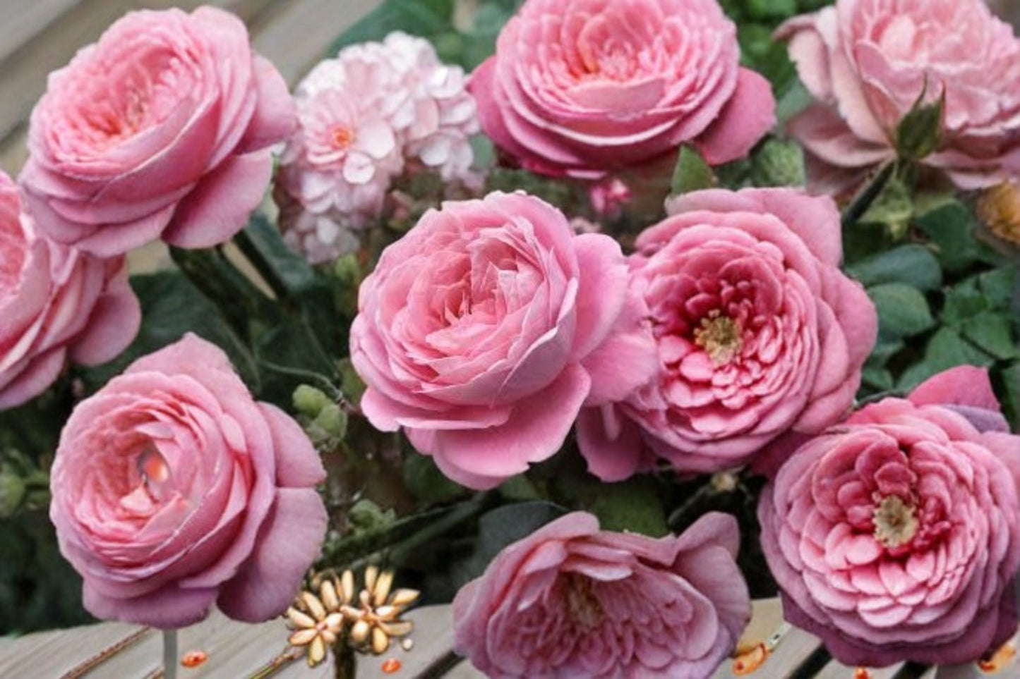 Summer Romance Rose Live Plant – 1.5 Gal Pink Floribunda Rose