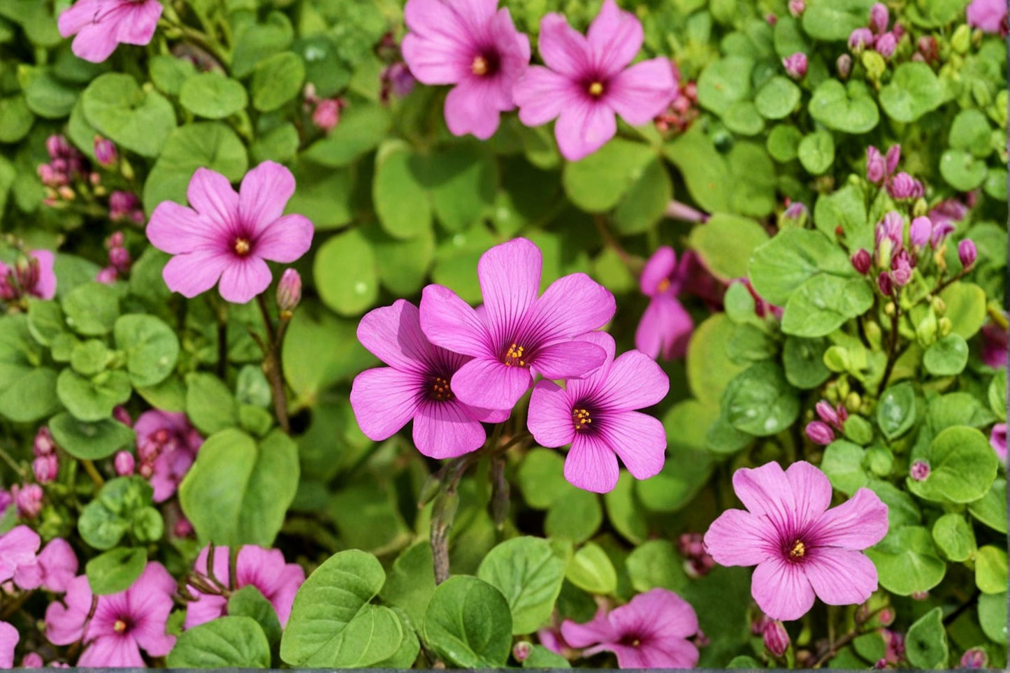 Magenta Oxalis Brasiliensis 30 Bulbs - Shamrock Ground Cover Plant