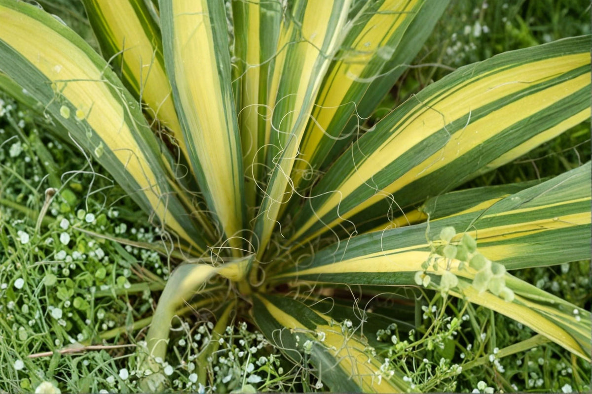 Color Guard Yucca 10 Plants – Yucca filamentosa 'Color Guard' Evergreen Perennial